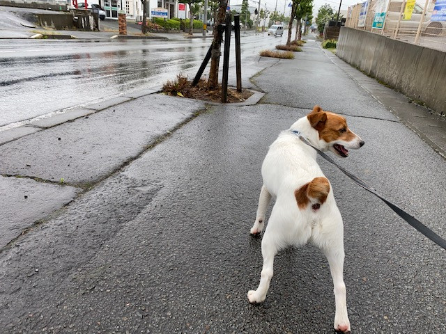 ジャックラッセルテリア マロンちゃん お泊まりの様子