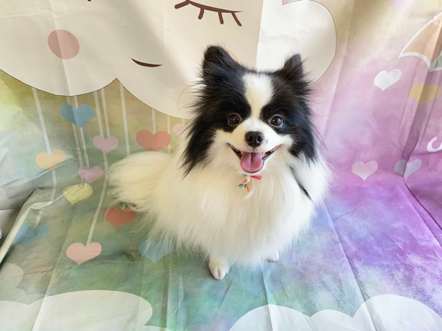 MIX ステラちゃん トリミングコース