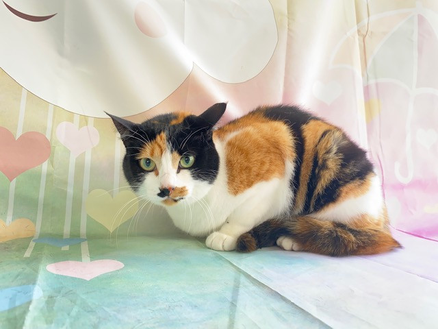 猫 わらびちゃん シャンプーコース