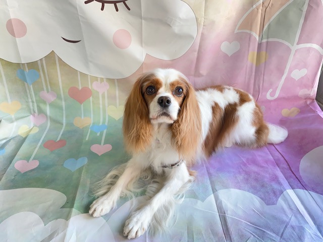 キャバリア レノンちゃん グルーミングコース