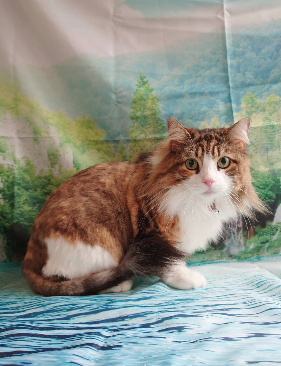 ノルウェージャンのミニョンちゃん お爪切り