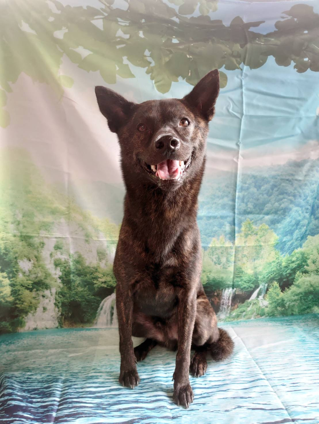 MIXのルークちゃん＆甲斐犬のハーレーダビッドソンちゃん グルーミングコース