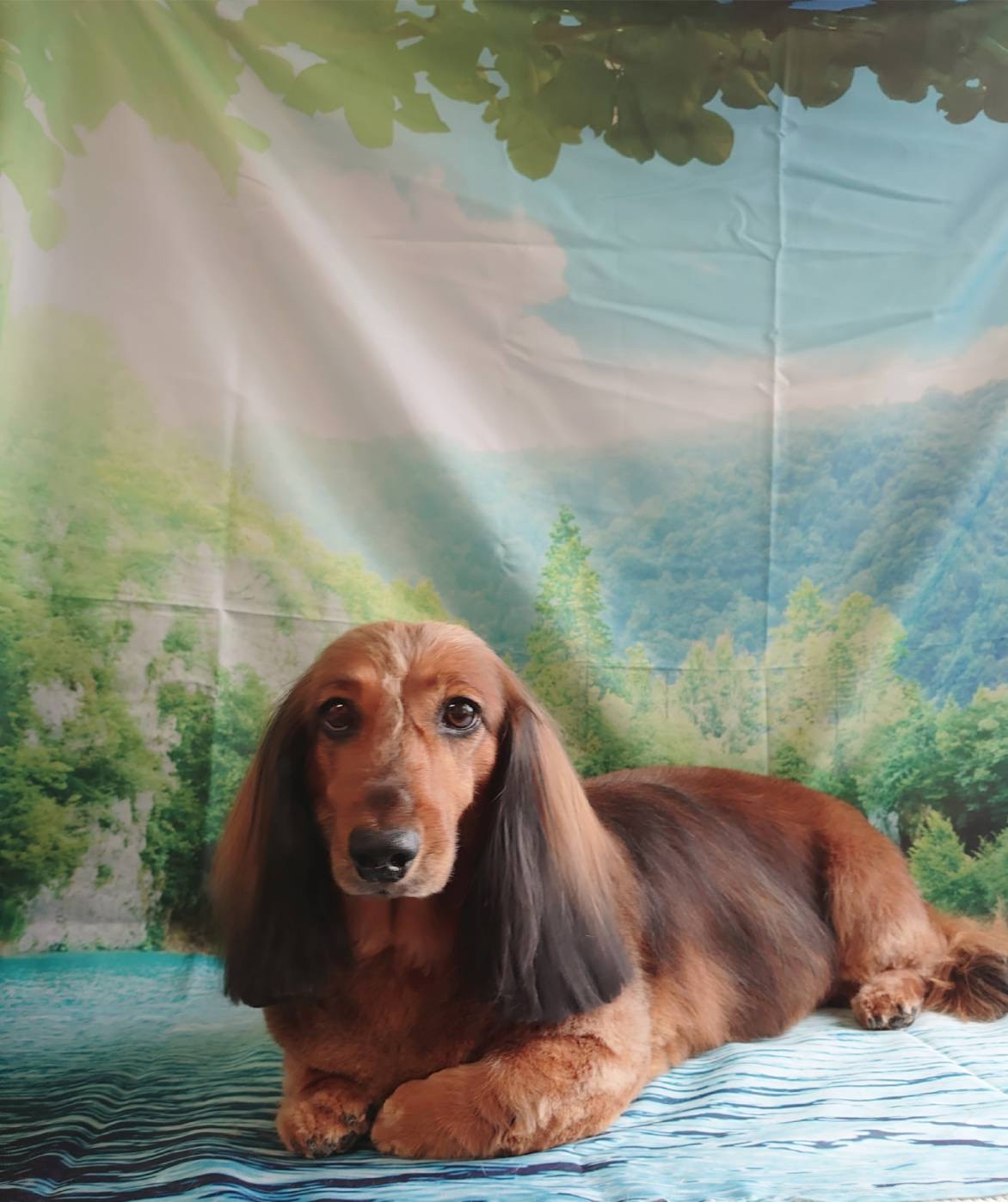 ダックスのメルちゃん トリミングコース デンタル