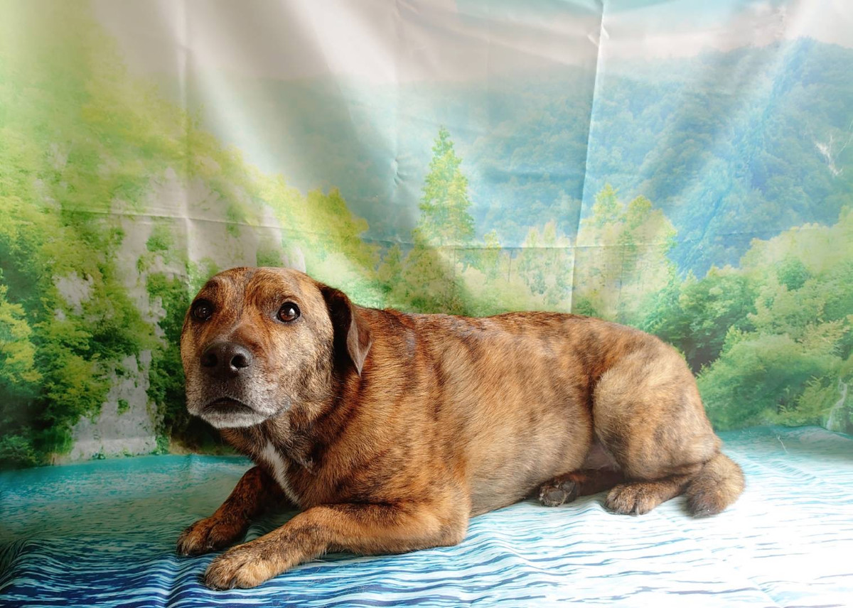 MIXのルークちゃん＆甲斐犬のハーレーダビッドソンちゃん グルーミングコース