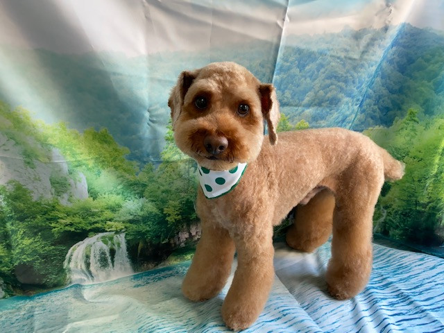 トイプードル ぷーのすけちゃん トリミングコース