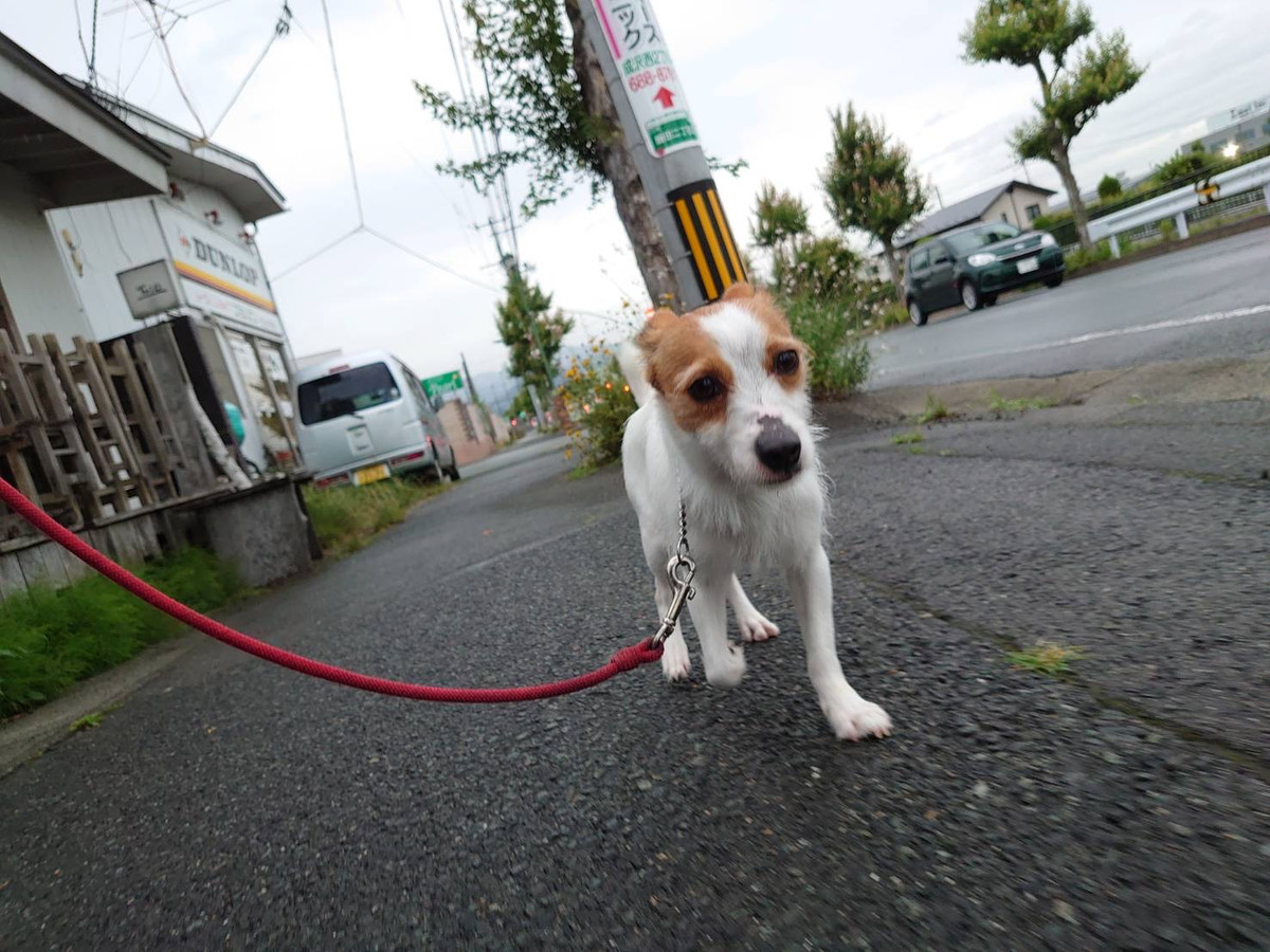ジャックラッセルのアルちゃん お泊まりの様子