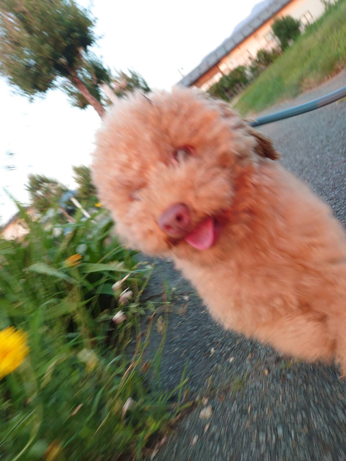 プードルのぼっちゃちゃん お泊まりの 様子