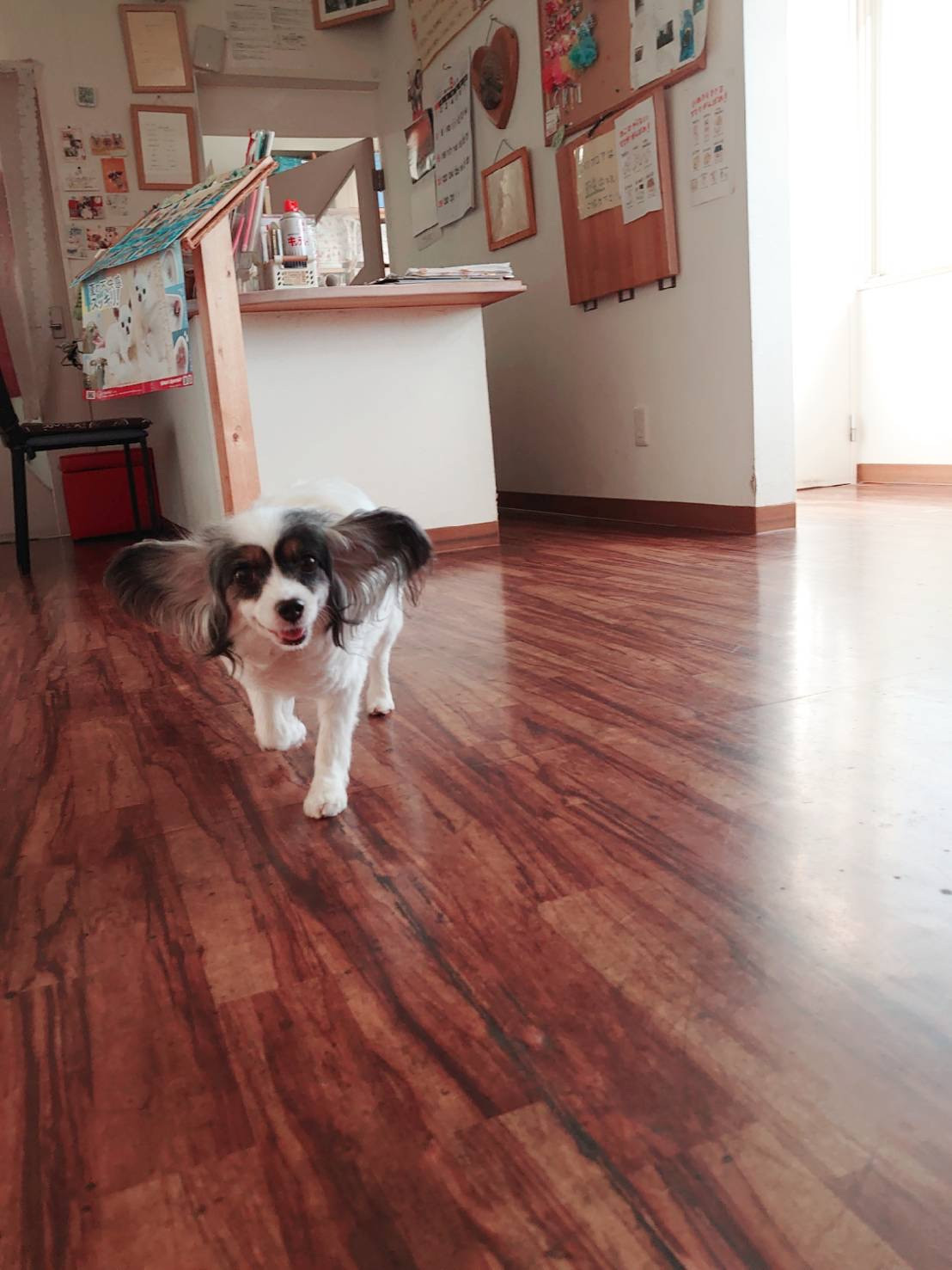 パピヨンのかえでちゃん お泊まりの様子