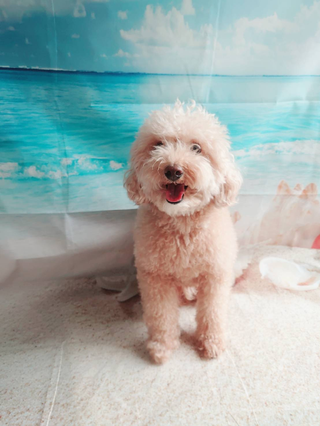 プードルのアロちゃん お爪切り 肛門腺