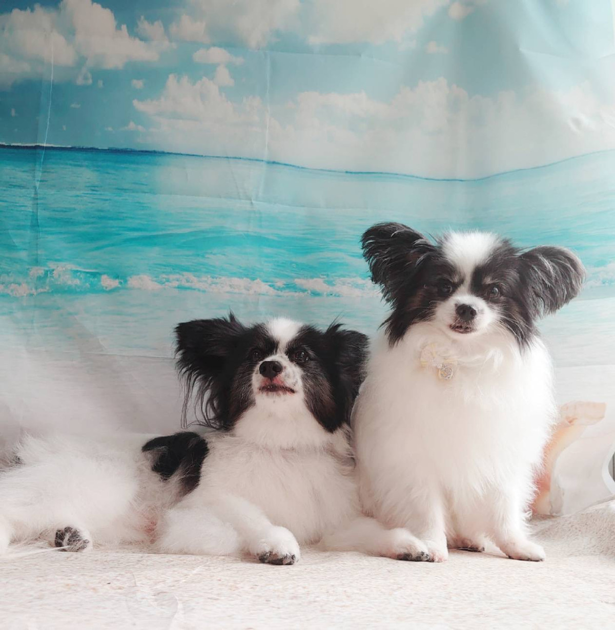 パピヨンの叶多ちゃん＆風太ちゃん オプションコース グルーミングコース