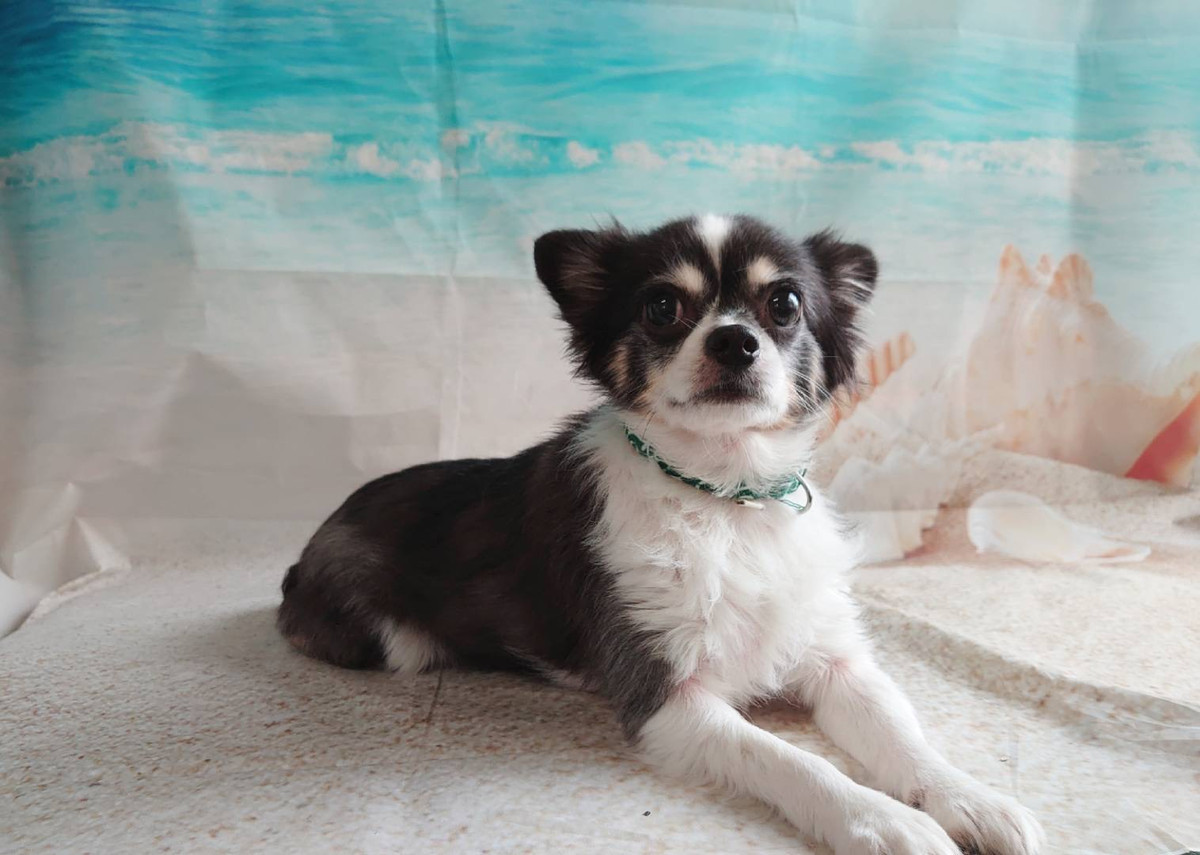 チワワの紫羽ちゃん お爪切り 肛門腺絞り