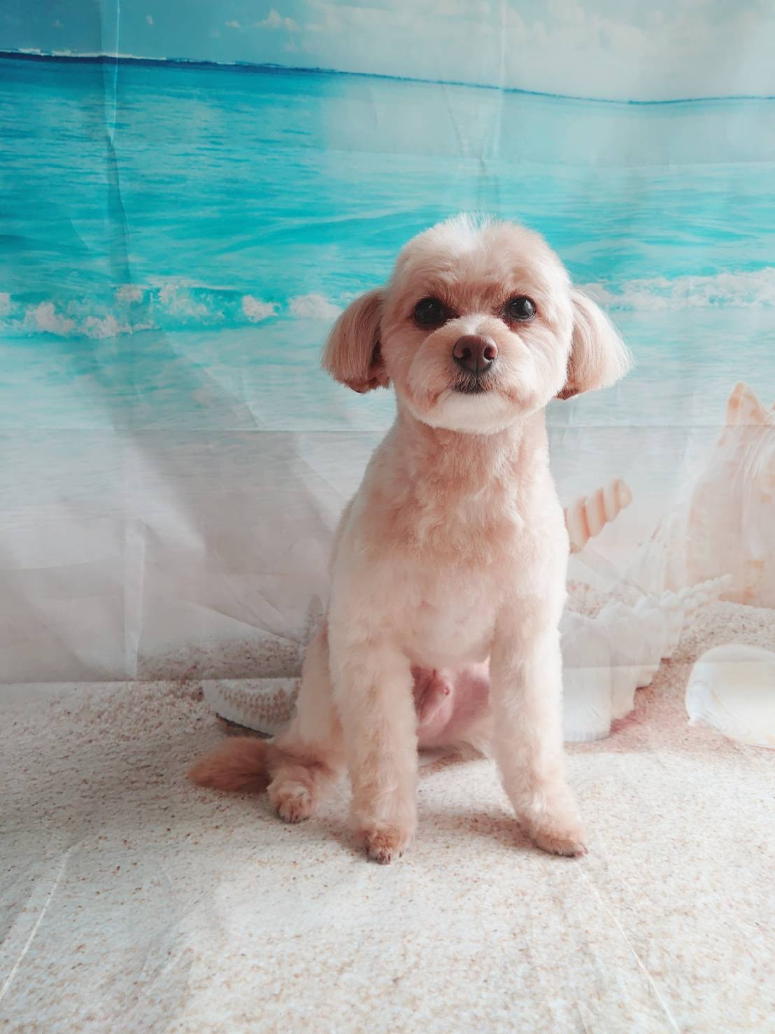 MIXの空太ちゃん トリミングコース