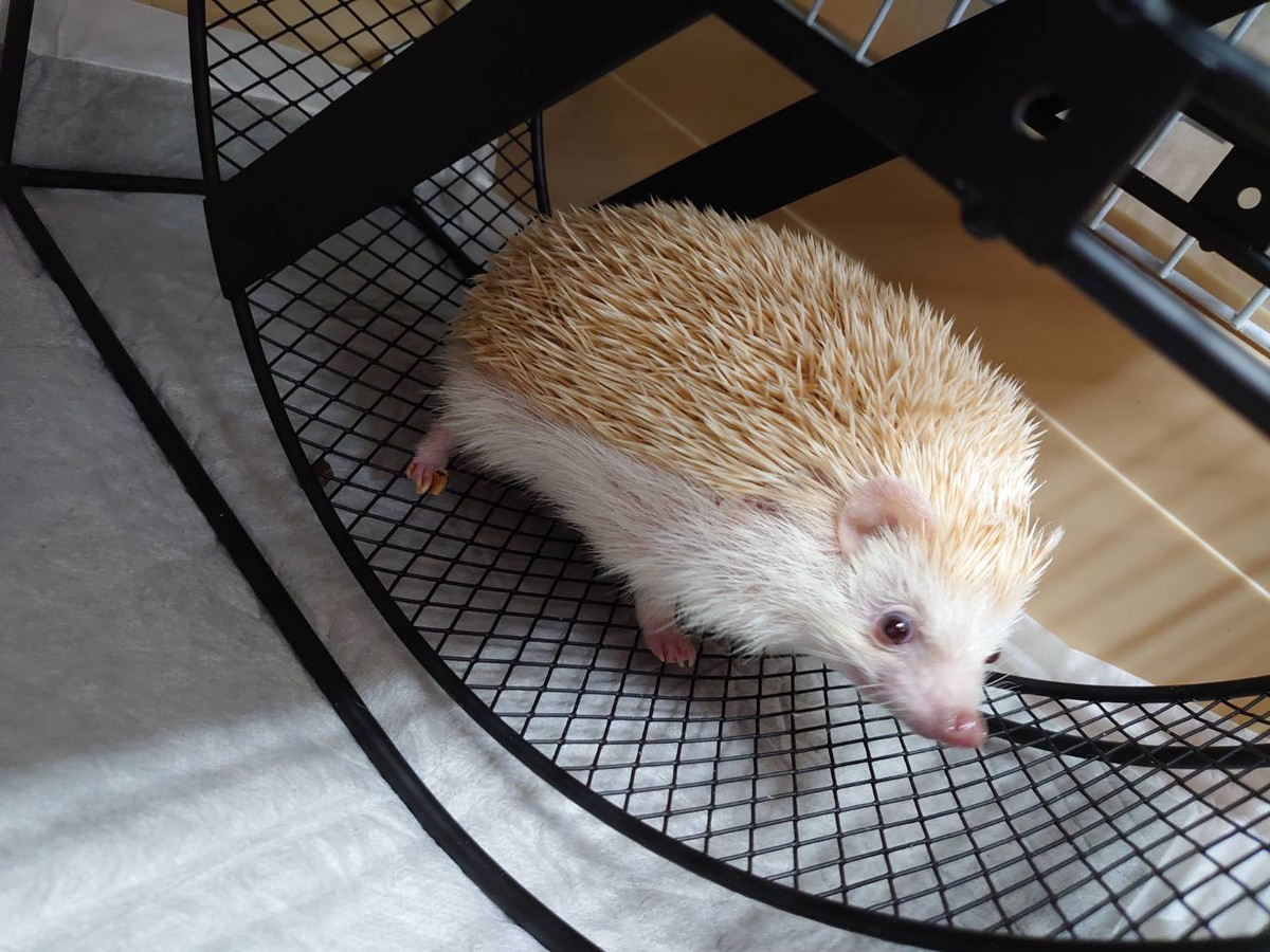 ハリネズミのおひたしちゃん お泊まりの様子