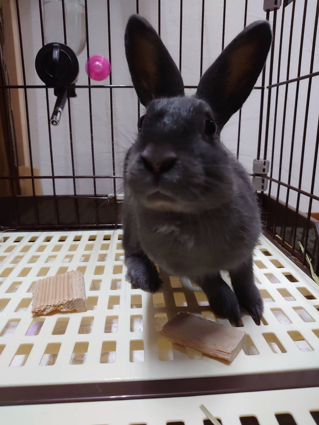 うさぎのソラちゃん お泊まりの様子