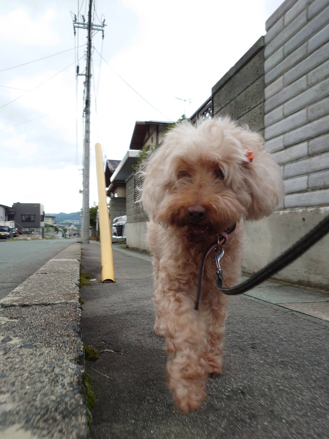 プードルのルルちゃん お泊まりの様子