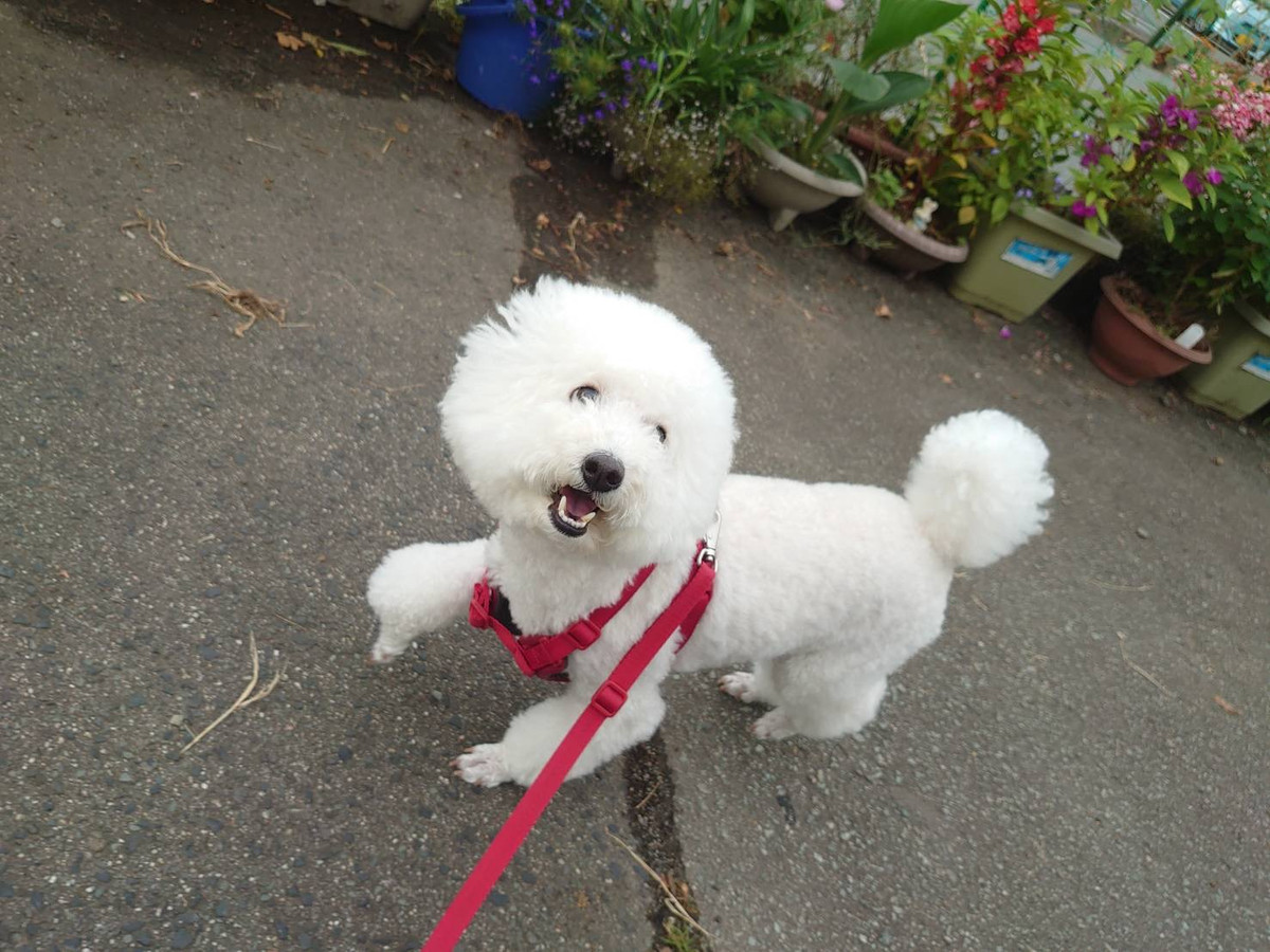 プードルのむくちゃん お泊まりの様子