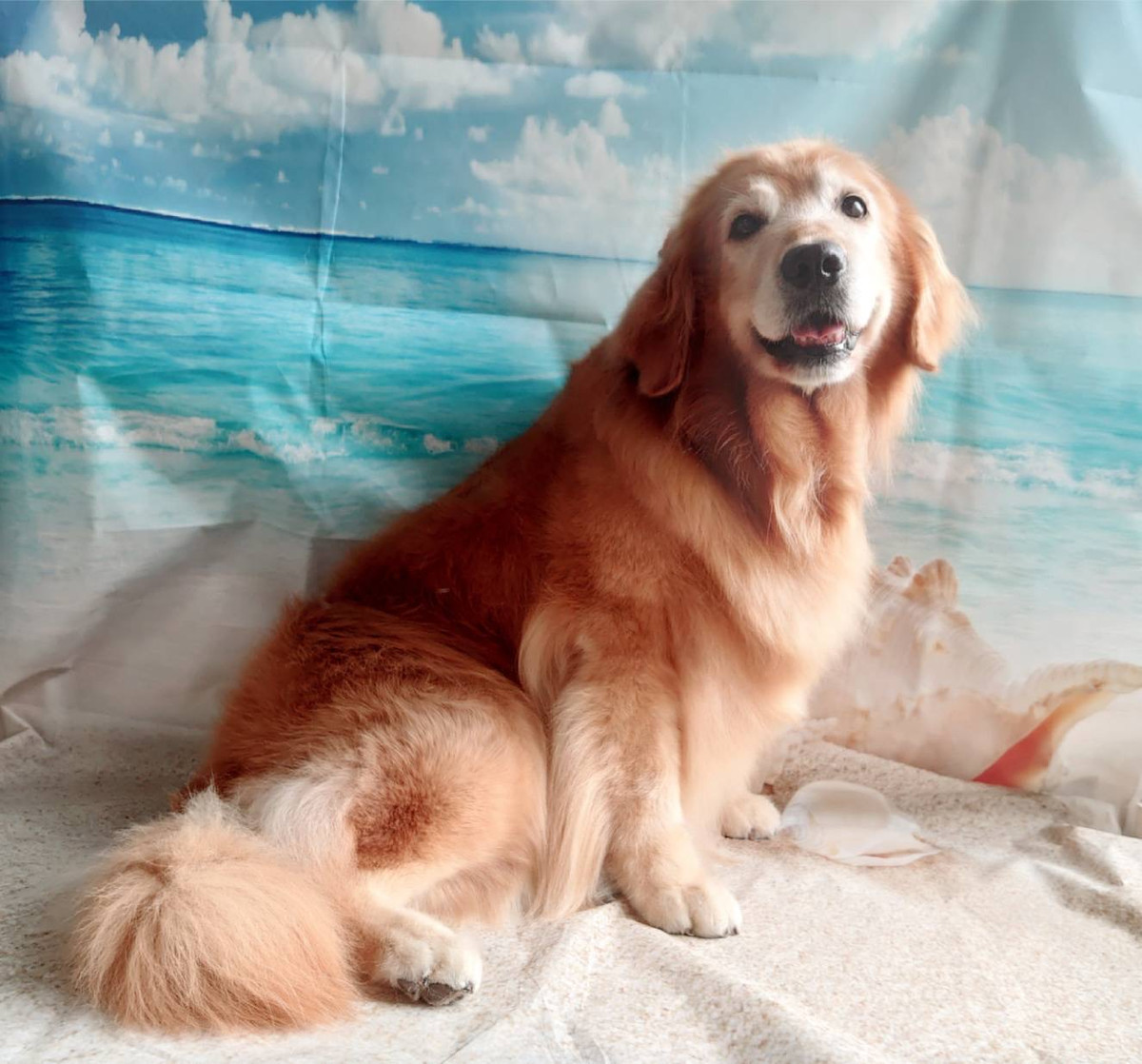 ゴールデンのマルちゃん シャンプーコ ース