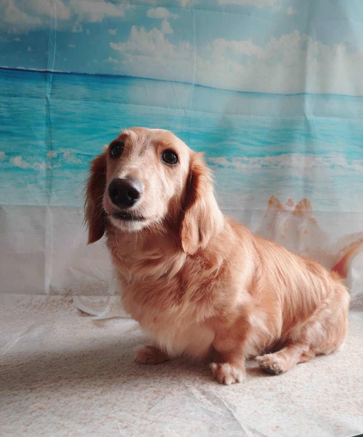 ダックスのポチちゃん オプションコース 部分カット