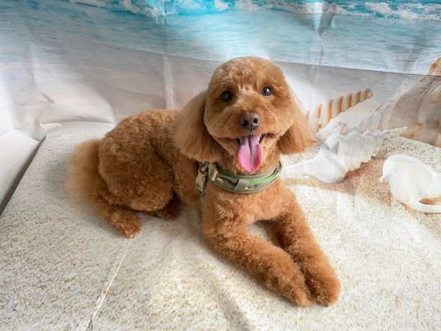 トイプードル レオちゃん トリミングコース