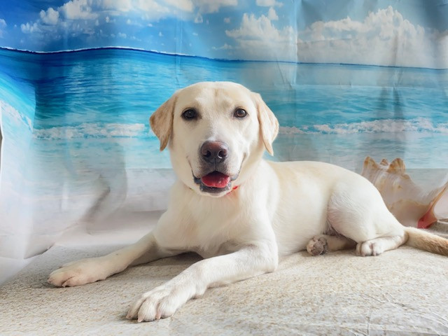 ラブラドールレトリバー はなちゃん グルーミングコース