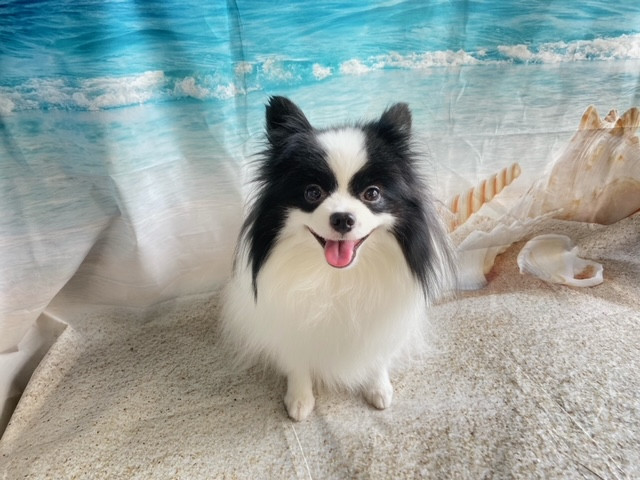 MIX ステラちゃん グルーミングコース