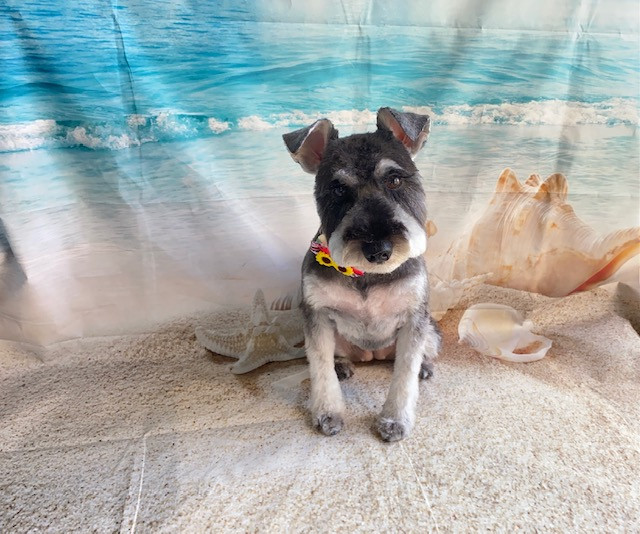 シュナウザー 結ちゃん トリミングコース