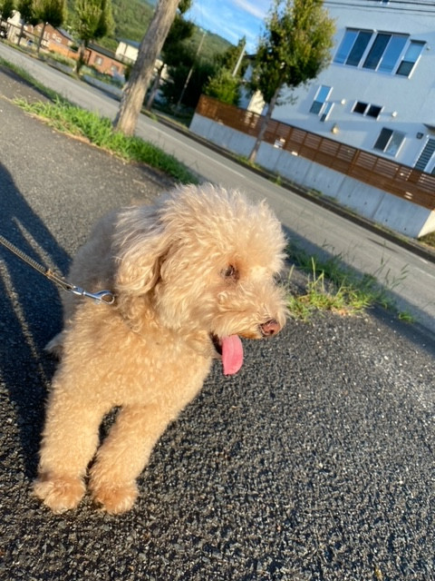 トイプードル アロちゃん お泊まりの様子