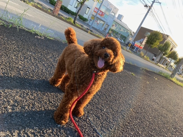 トイプードル てんちゃん お泊まりの様子