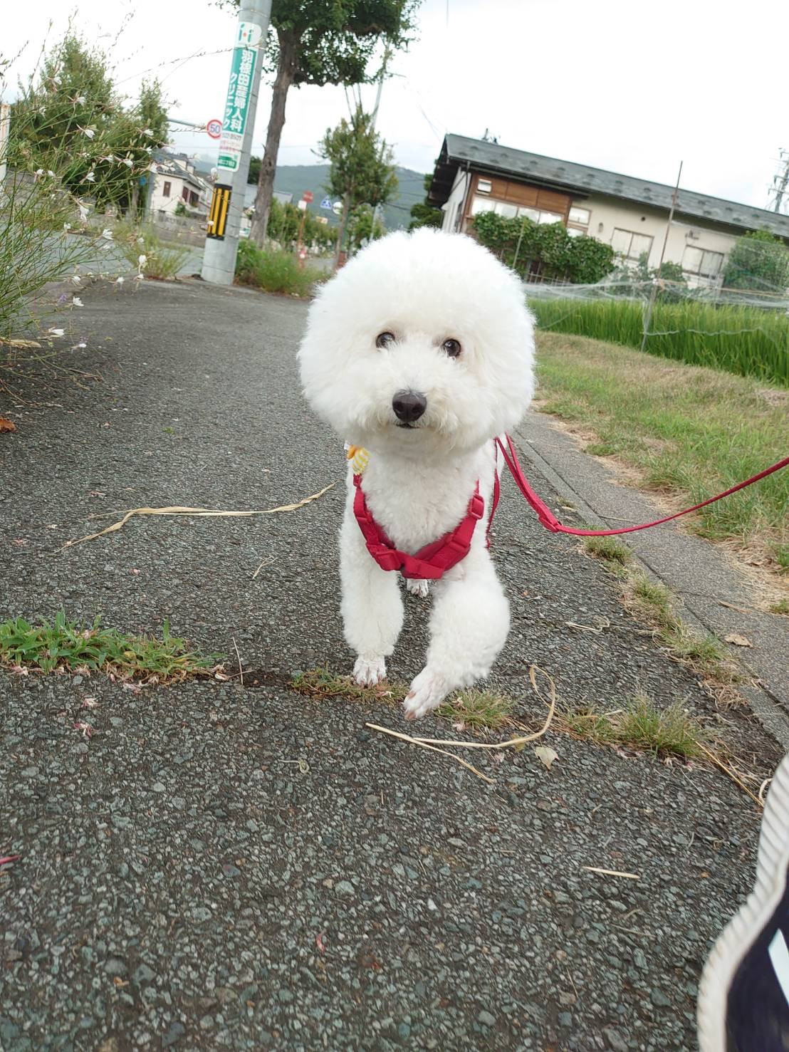 プードルのむくちゃん お泊まりの様子