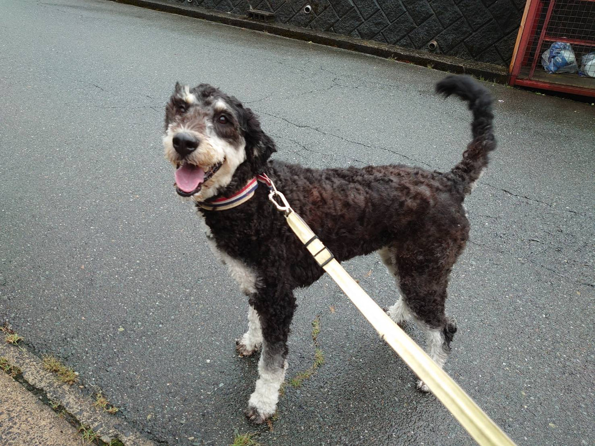 MIXのチャップちゃん お泊まりの様子