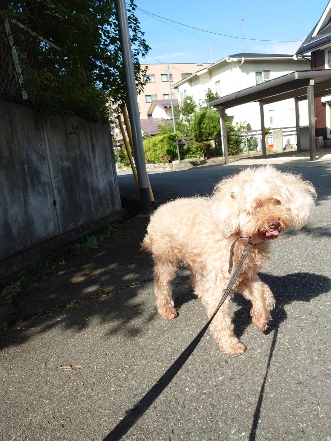 プードルのルルちゃん お泊まりの様子