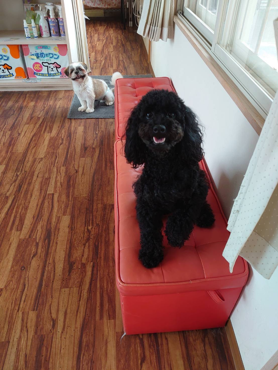 プードルのクロムちゃん お泊まりの様子