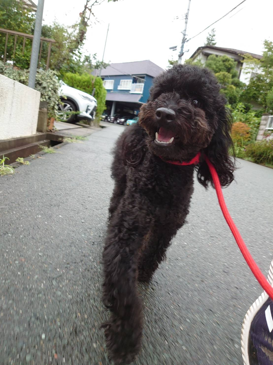 プードルのクロムちゃん お泊まりの様子