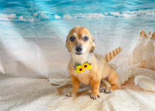 MIX うなぎちゃん シャンプーコース