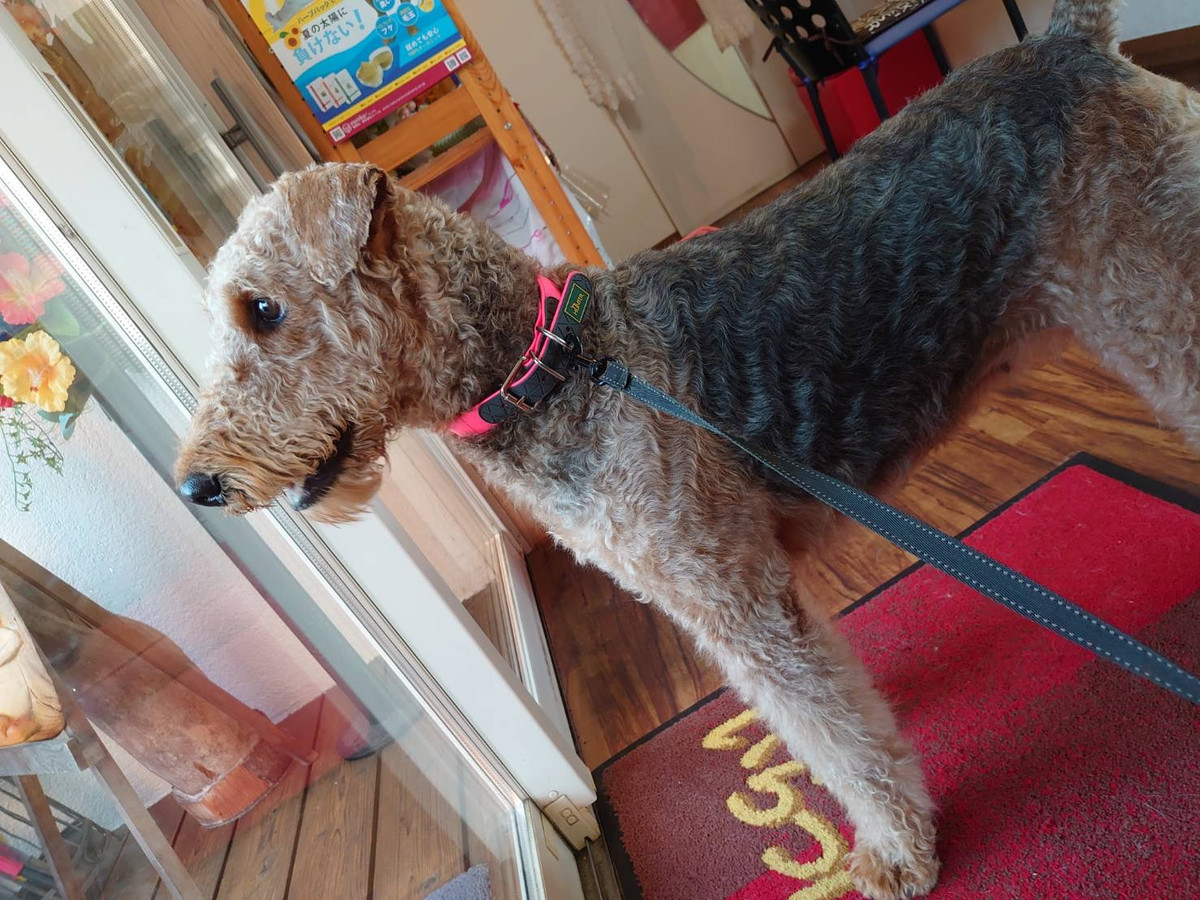 エアデールのエヴリンちゃん お泊まりの様子