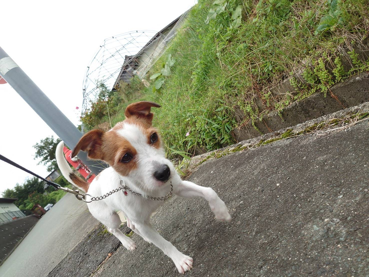 ジャックラッセルのジャックちゃん お泊まりの様子