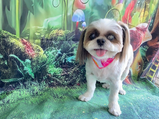 シーズー モモちゃん トリミングコース