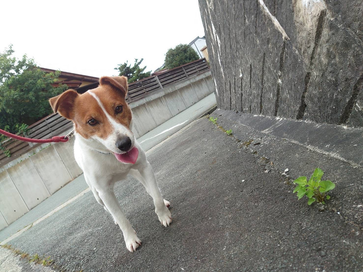 ジャックラッセルのマロンちゃん お泊まりの様子