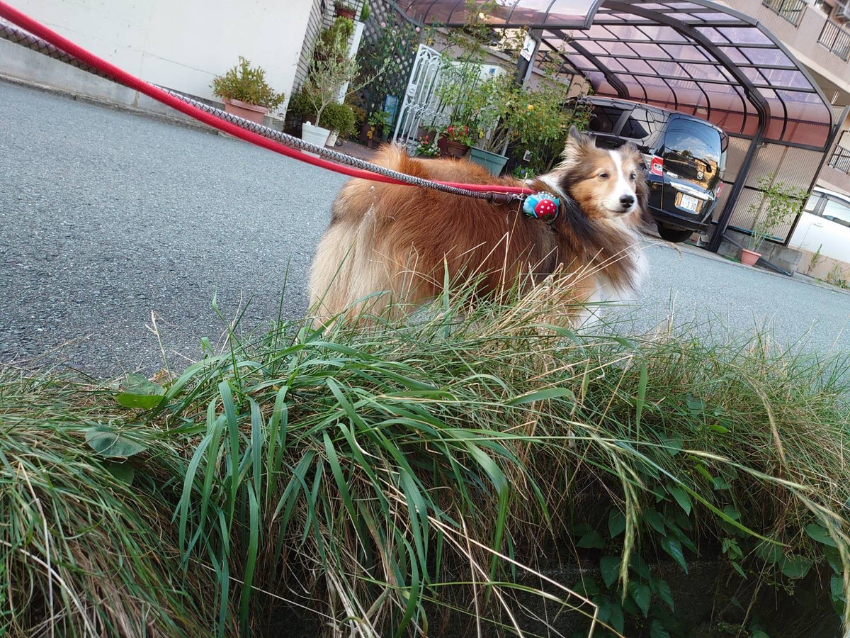 シェルティのななちゃん お泊まりの様子