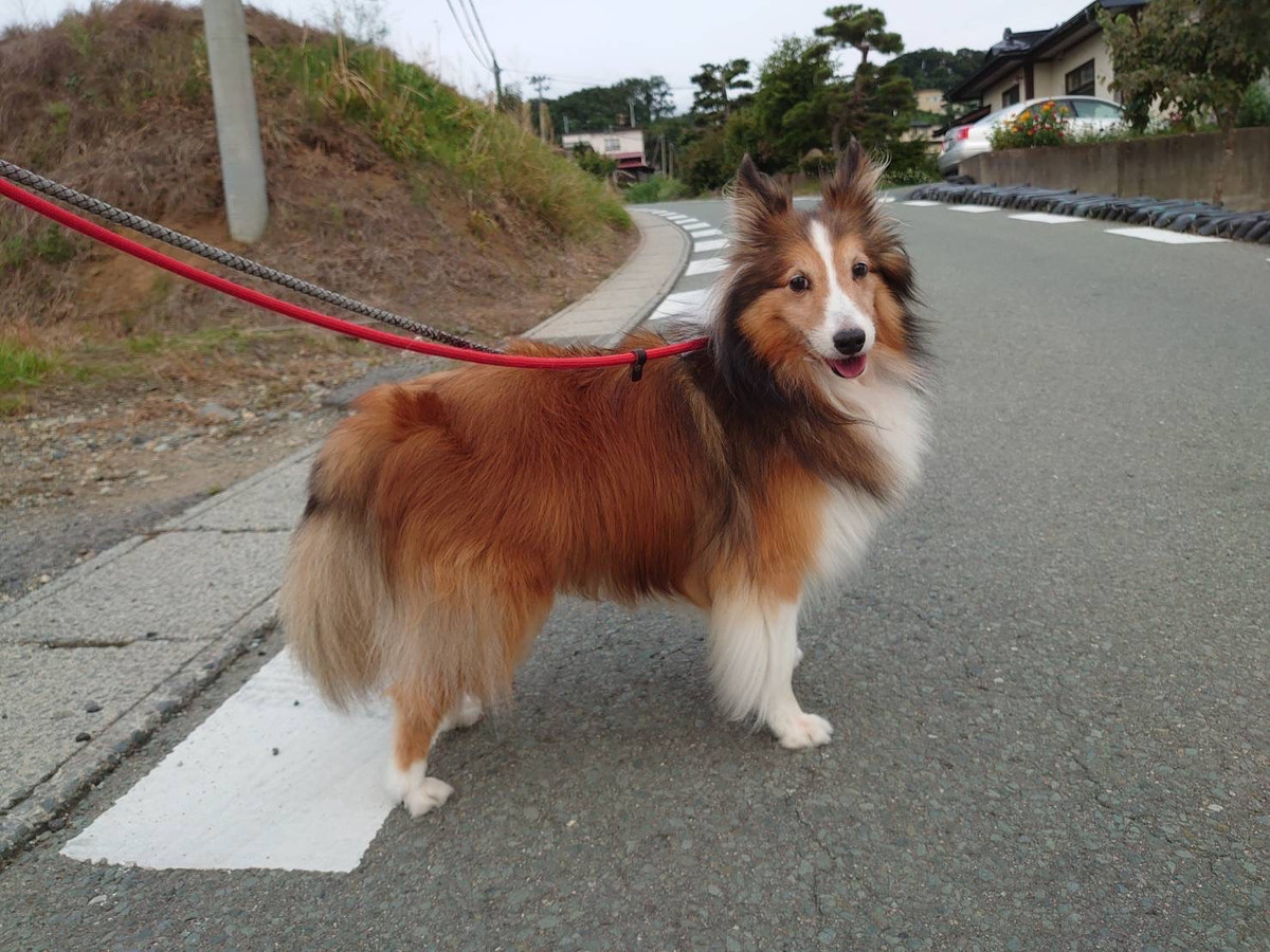 シェルティのななちゃん お泊まりの様子