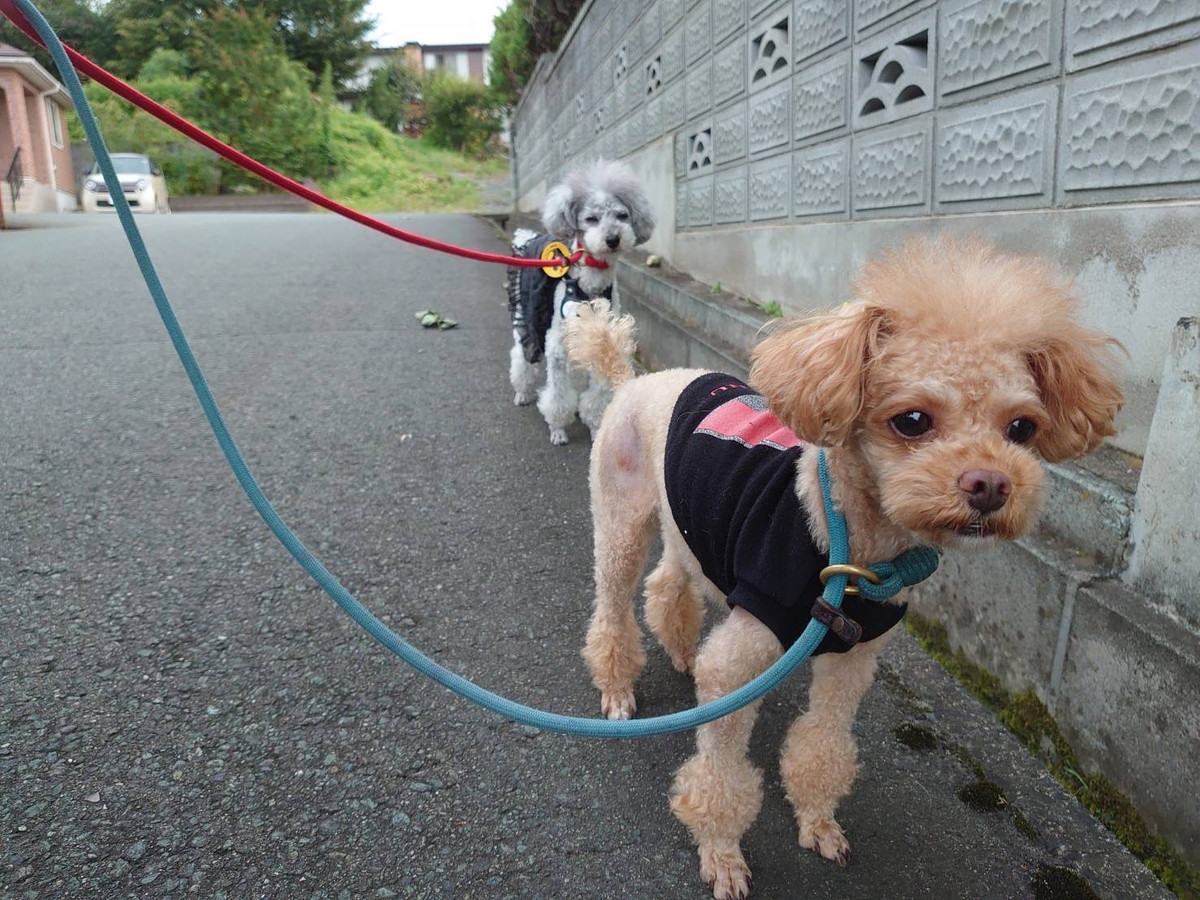 プードルのごんたちゃん&プータちゃん お泊まりの様子