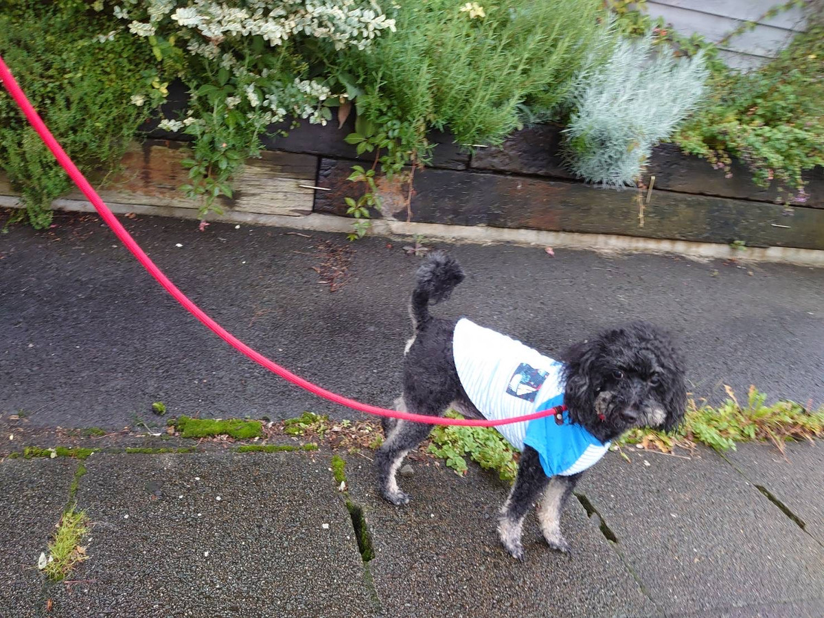 プードルのりくちゃん お泊まりの様子