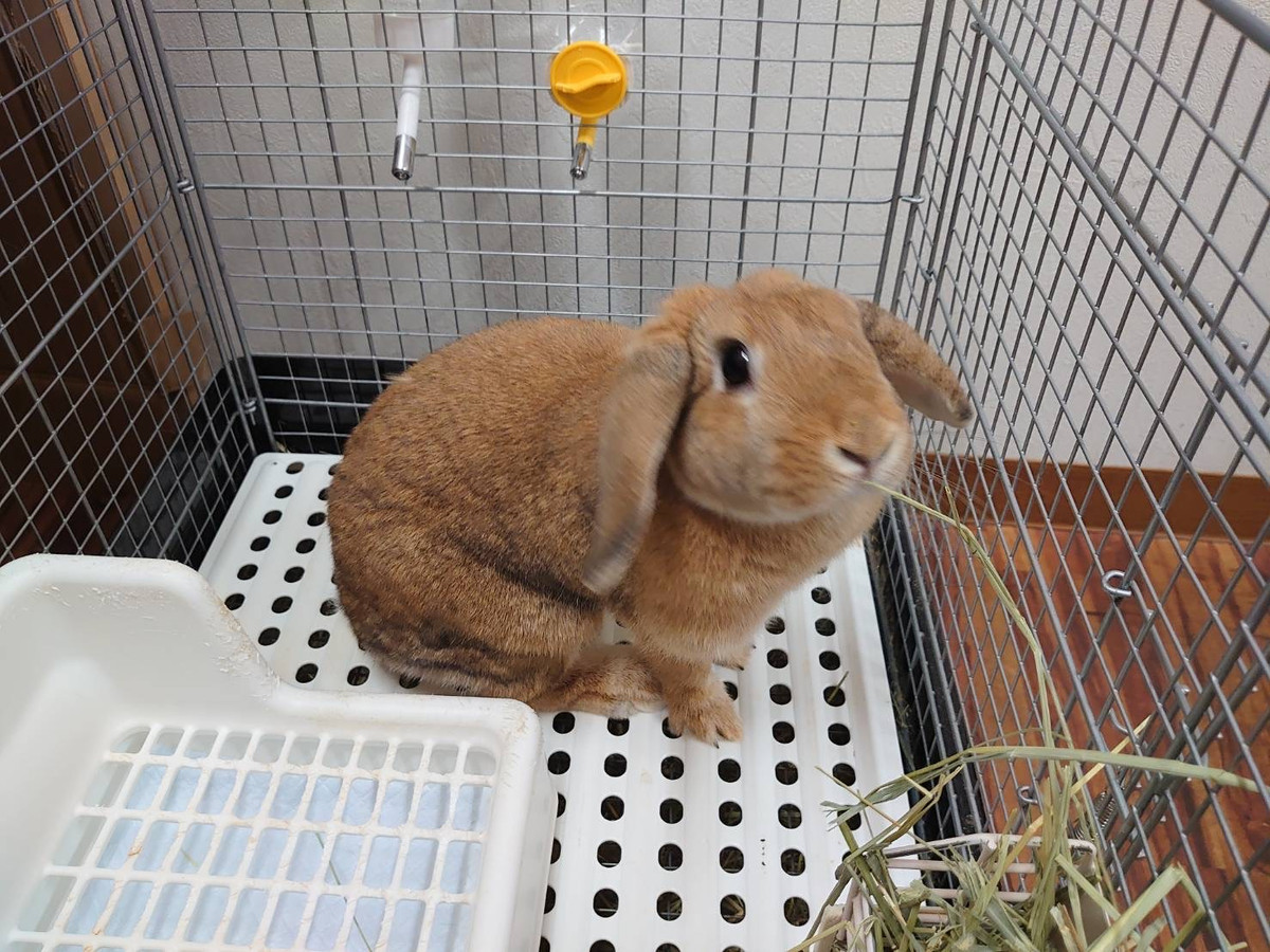 ロップイヤーのチョコちゃん お泊まりの様子