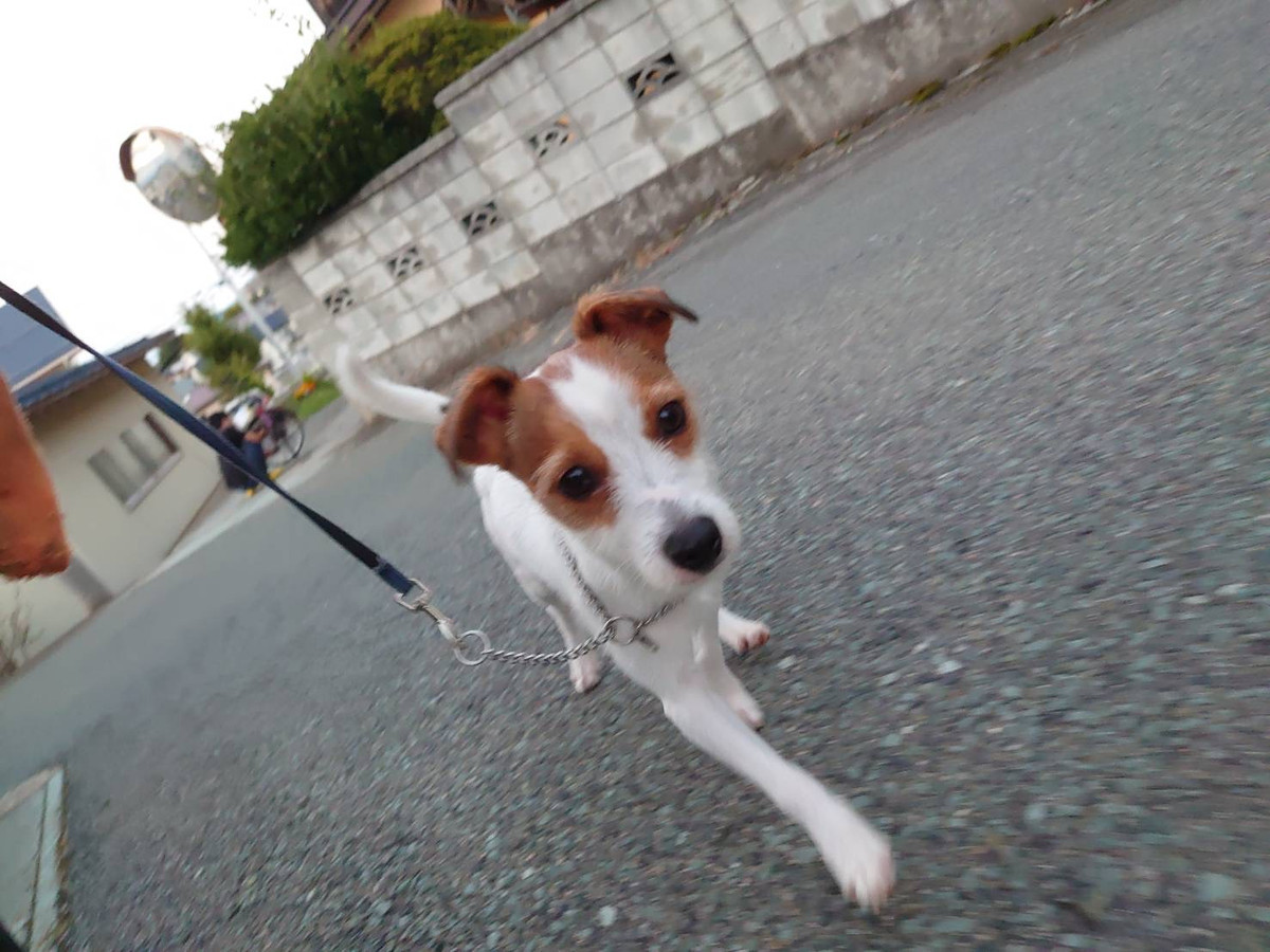 ジャックラッセルのジャックちゃん お泊まりの様子