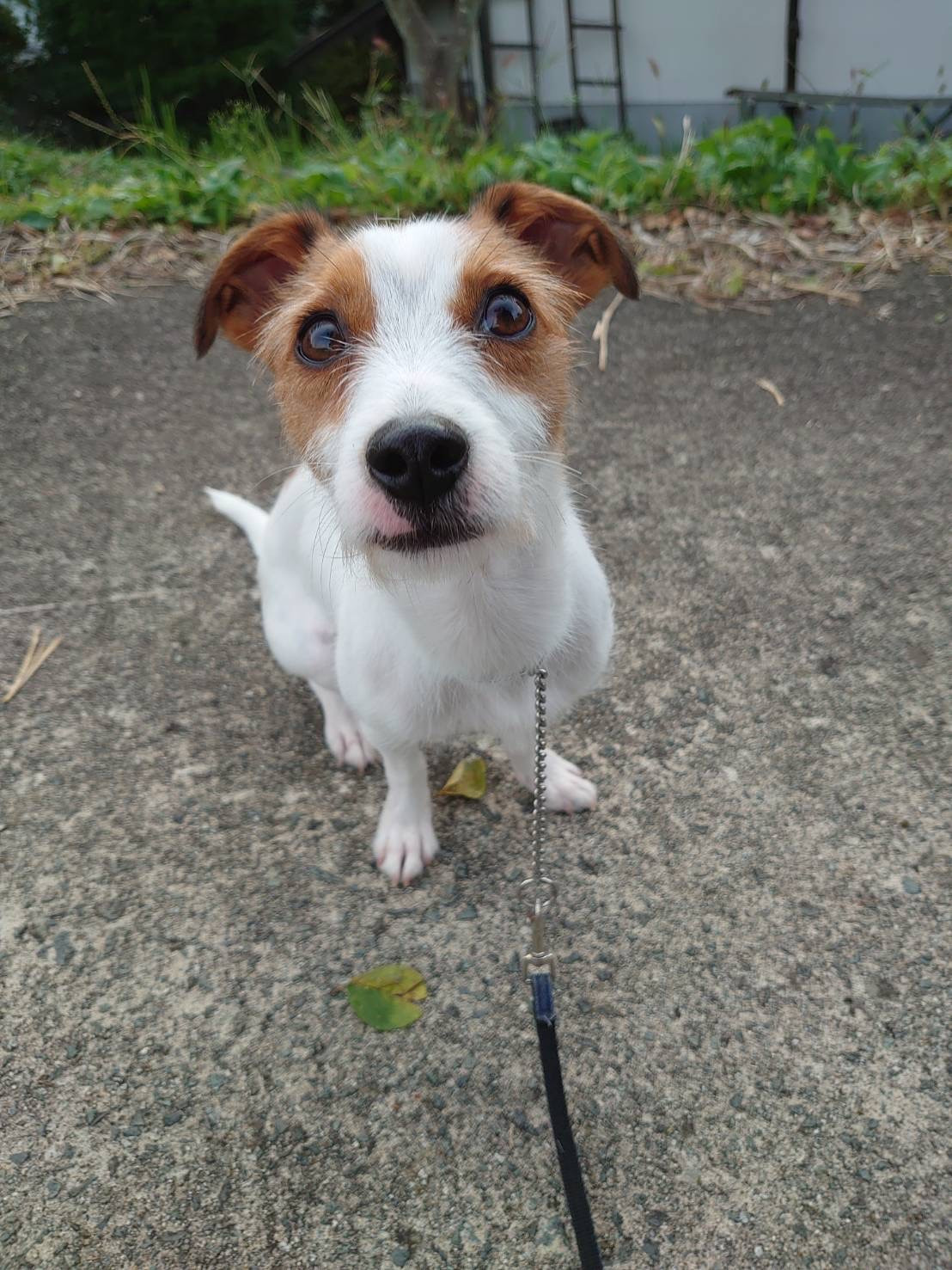 ジャックラッセルのジャックちゃん お泊まりの様子