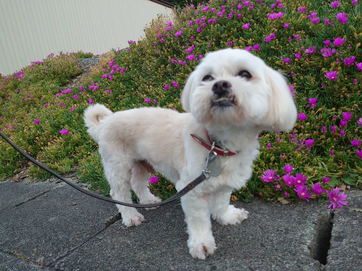 MIXのくっきーちゃん お泊まりの様子