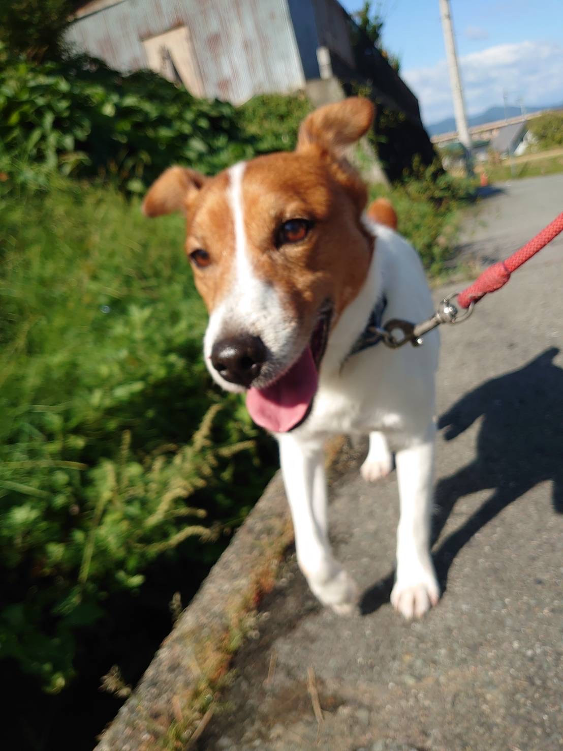 ジャックラッセルのマロンちゃん お泊まりの様子