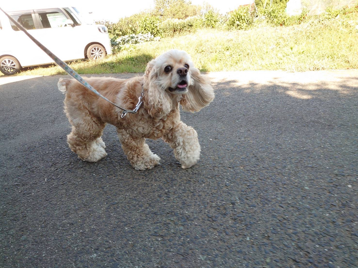 コッカーのココちゃん お泊まりの様子