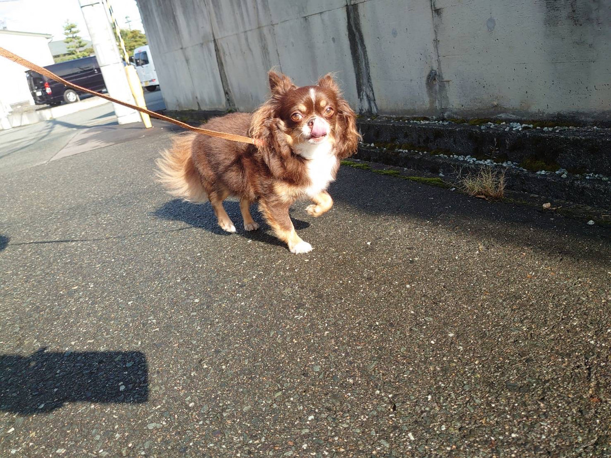 チワワのココちゃん お泊まりの様子