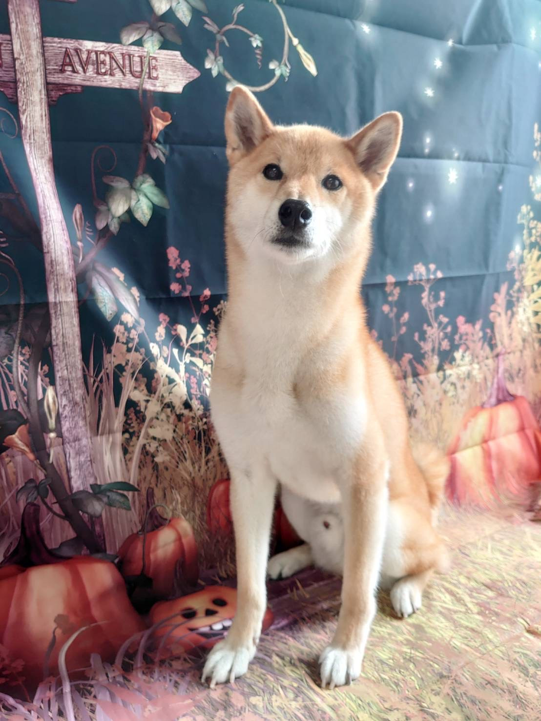 柴の力ちゃん シャンプーコース